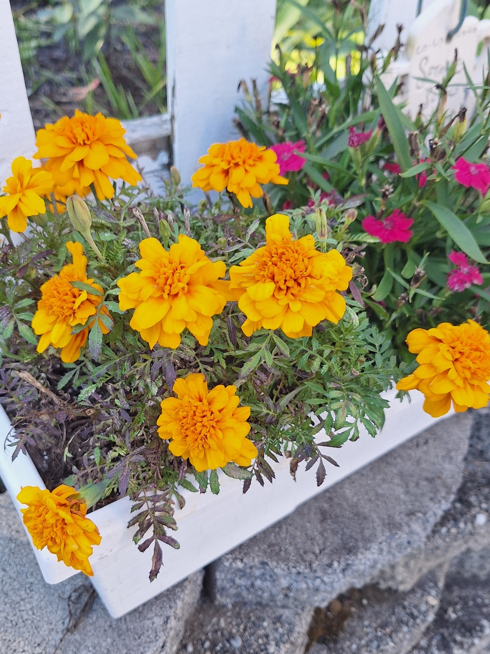 Bright Orange Marigold Floral Seeds